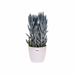 elho brussels diamond round 25cm Intérieure Kit de plantation en pot Autonome Polypropylène (PP) Blanc - Vue supplémentaire 4