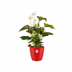 elho brussels diamond round 25cm Intérieure Kit de plantation en pot Autonome Polypropylène (PP) Rouge