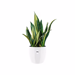 elho brussels diamond round 30cm Intérieure Kit de plantation en pot Autonome Polypropylène (PP) Blanc