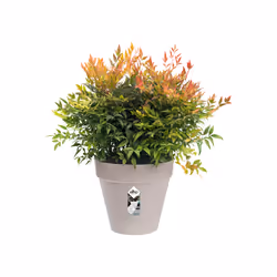elho 8711904281854 jardinière Gris Plastique