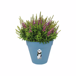 elho loft urban round 30cm Extérieure Kit de plantation en pot Autonome Polypropylène (PP) Bleu