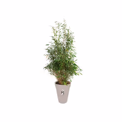 elho loft urban round high 35 Extérieure Kit de plantation en pot Autonome Polypropylène (PP) Gris