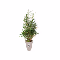 elho loft urban round high 42 Extérieure Kit de plantation en pot Autonome Polypropylène (PP) Gris