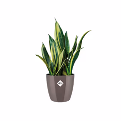 elho 8711904283827 jardinière Gris Plastique
