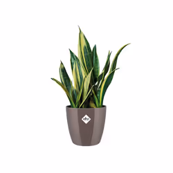 elho brussels diamond round 30cm Intérieure Kit de plantation en pot Autonome Polypropylène (PP) Perle