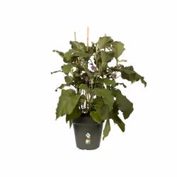 elho green basics growpot 40cm Intérieur & extérieur Kit de plantation en pot Autonome Polypropylène (PP) Vert
