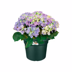 elho 8711904300975 jardinière Vert Plastique