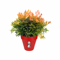 elho loft urban round 25 Extérieure Kit de plantation en pot Autonome Polypropylène (PP) Rouge