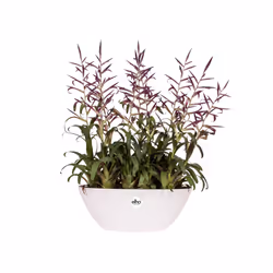 elho 8711904303822 jardinière Blanc Plastique