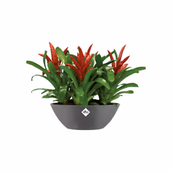 elho 8711904303846 jardinière Noir Plastique