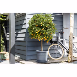 elho 8711904311896 accessoire de plantation Soucoupe
