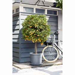 elho 8711904312251 accessoire de plantation Soucoupe - Vue supplémentaire 4