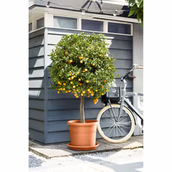 elho 8711904312510 accessoire de plantation Soucoupe