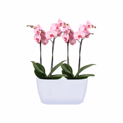 elho Brussels Orchid Duo Intérieure Kit de plantation en pot Autonome Polypropylène (PP) Blanc