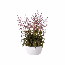elho brussels bowl 23cm Intérieure Kit de plantation en pot Autonome Polypropylène (PP) Blanc