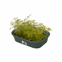 elho green basics grow tray S Dessous de pot