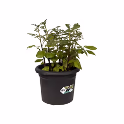 elho green basics potato pot 33cm Extérieure Kit de plantation en pot Autonome Polypropylène (PP) Noir