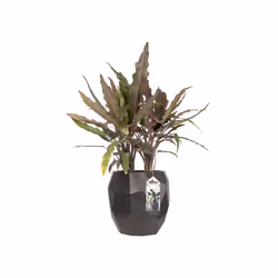 elho pure edge 40 Intérieur & extérieur Kit de plantation en pot Autonome Polyéthylène à basse densité linéaire Anthracite - Vue supplémentaire 4