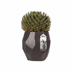 elho pure edge 40 Intérieur & extérieur Kit de plantation en pot Autonome Polyéthylène à basse densité linéaire Anthracite - Vue supplémentaire 5