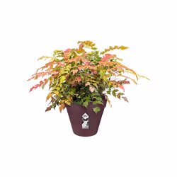 elho loft urban round 20 Extérieure Kit de plantation en pot Autonome Polypropylène (PP) Violet