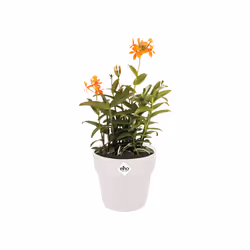 elho 8711904317140 jardinière Blanc Plastique