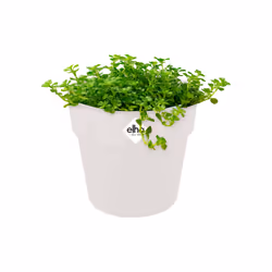 elho 8711904331313 jardinière Blanc Plastique