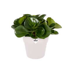 elho 8711904331368 jardinière Blanc Plastique