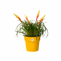 elho 8711904331450 jardinière Jaune Plastique - Vue supplémentaire 4