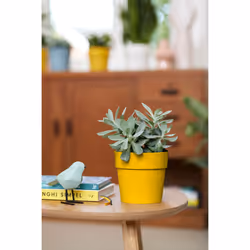 elho 8711904331450 jardinière Jaune Plastique - Vue supplémentaire 6