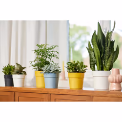 elho 8711904331450 jardinière Jaune Plastique - Vue supplémentaire 8