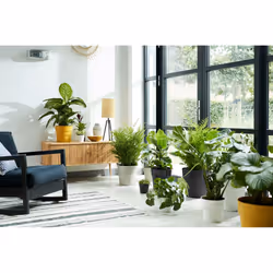elho 8711904331450 jardinière Jaune Plastique - Vue supplémentaire 9