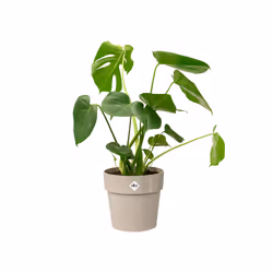 elho 8711904331467 jardinière Gris Plastique