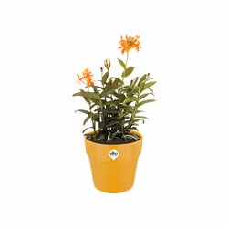elho 8711904331481 jardinière Jaune Plastique