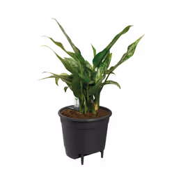 elho 8711904331627 accessoire de plantation