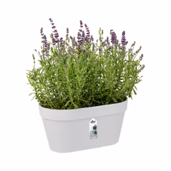 elho 8711904332020 jardinière Blanc Plastique