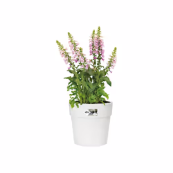 elho 8711904332228 jardinière Blanc Plastique