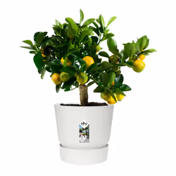 elho 8711904332259 jardinière Blanc Plastique