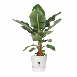 elho 8711904332259 jardinière Blanc Plastique - Vue supplémentaire 4