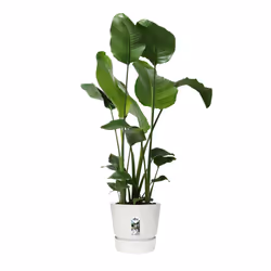 elho 8711904332259 jardinière Blanc Plastique - Vue supplémentaire 5