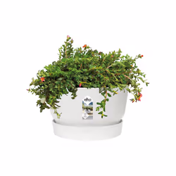 elho 8711904332266 jardinière Blanc Plastique