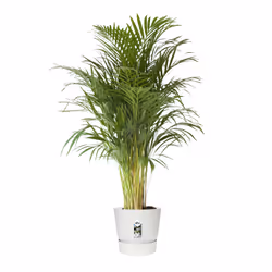 elho 8711904332273 jardinière Blanc Plastique - Vue supplémentaire 4