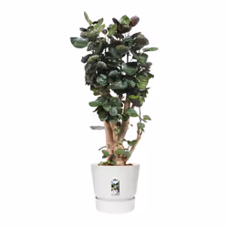 elho 8711904332273 jardinière Blanc Plastique - Vue supplémentaire 5