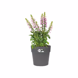 elho 8711904332310 jardinière Noir Plastique