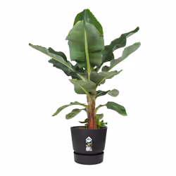 elho 8711904332334 jardinière Noir Plastique