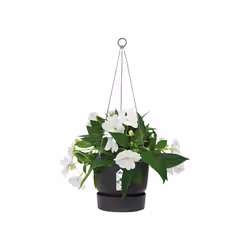 elho 8711904332341 jardinière Noir Plastique