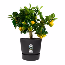 elho 8711904332358 jardinière Noir Plastique