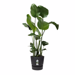 elho 8711904332358 jardinière Noir Plastique - Vue supplémentaire 4