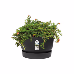elho 8711904332365 jardinière Noir Plastique