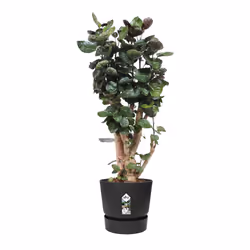 elho 8711904332372 jardinière Noir Plastique