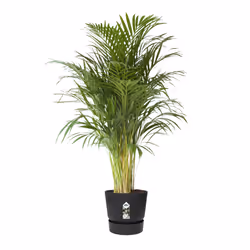 elho 8711904332372 jardinière Noir Plastique - Vue supplémentaire 4
